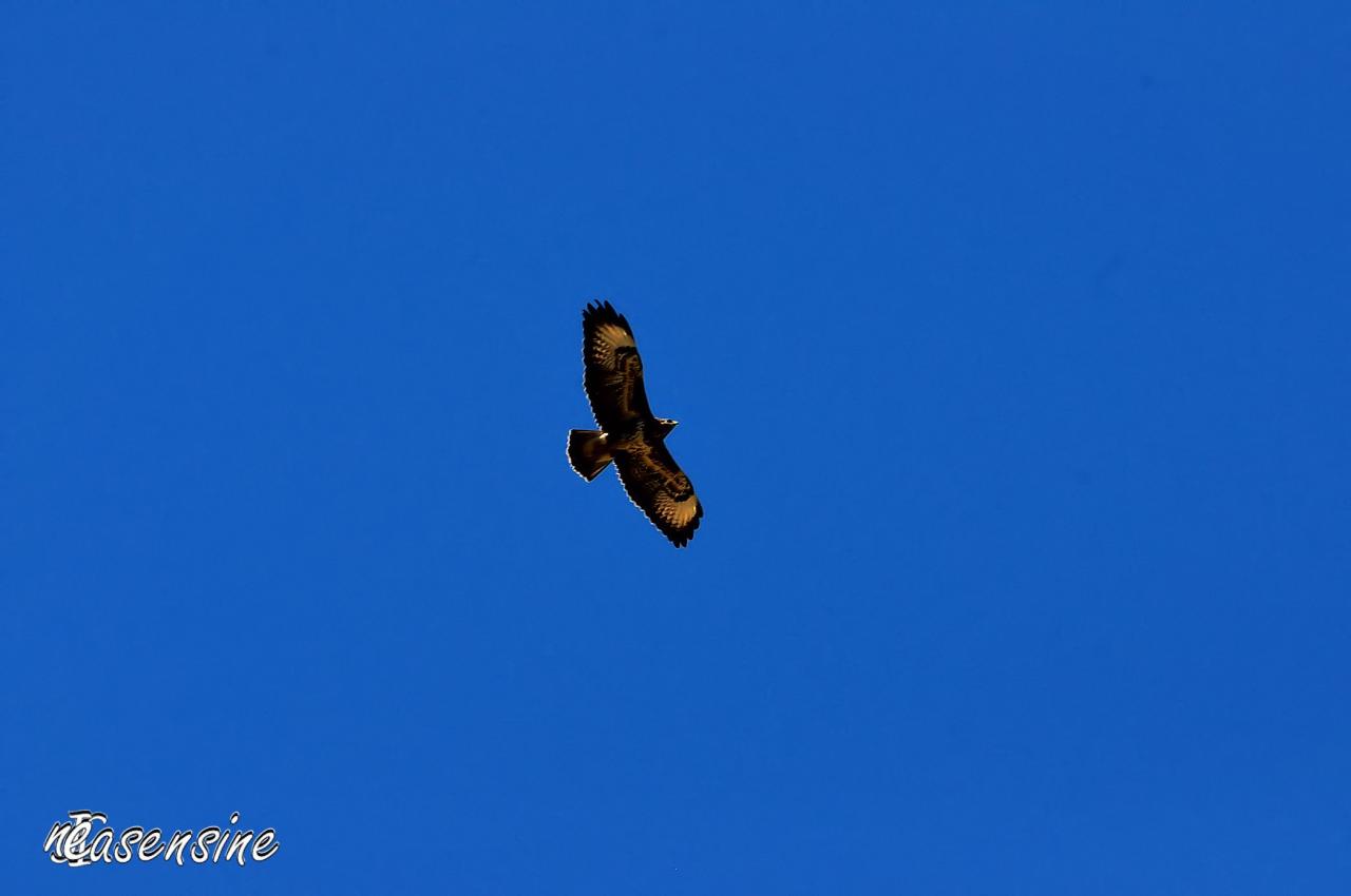 Sa majesté l'Aigle