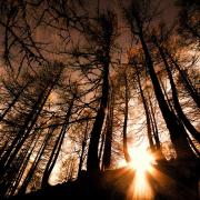 Magie de la forêt - art.181104