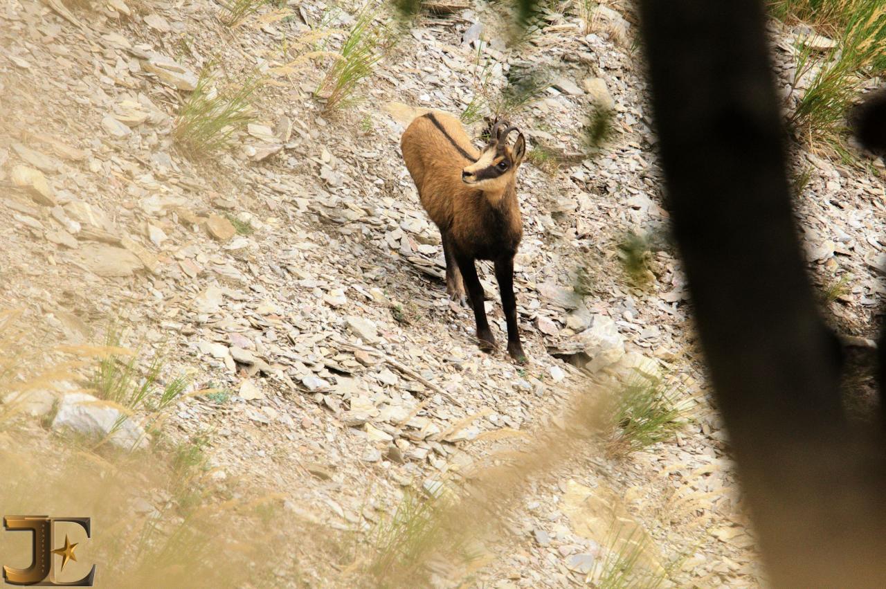 Chamois aux aguets