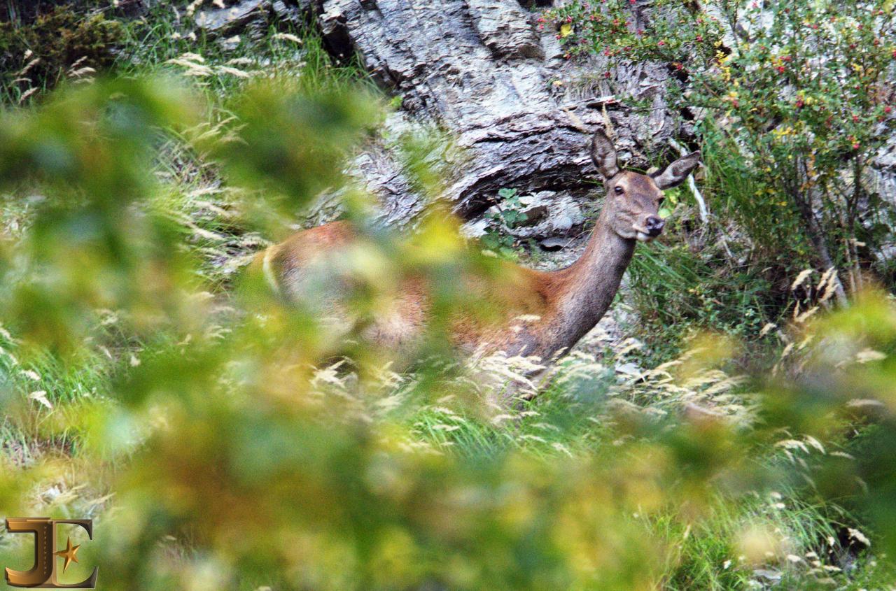 Biche ò ma biche