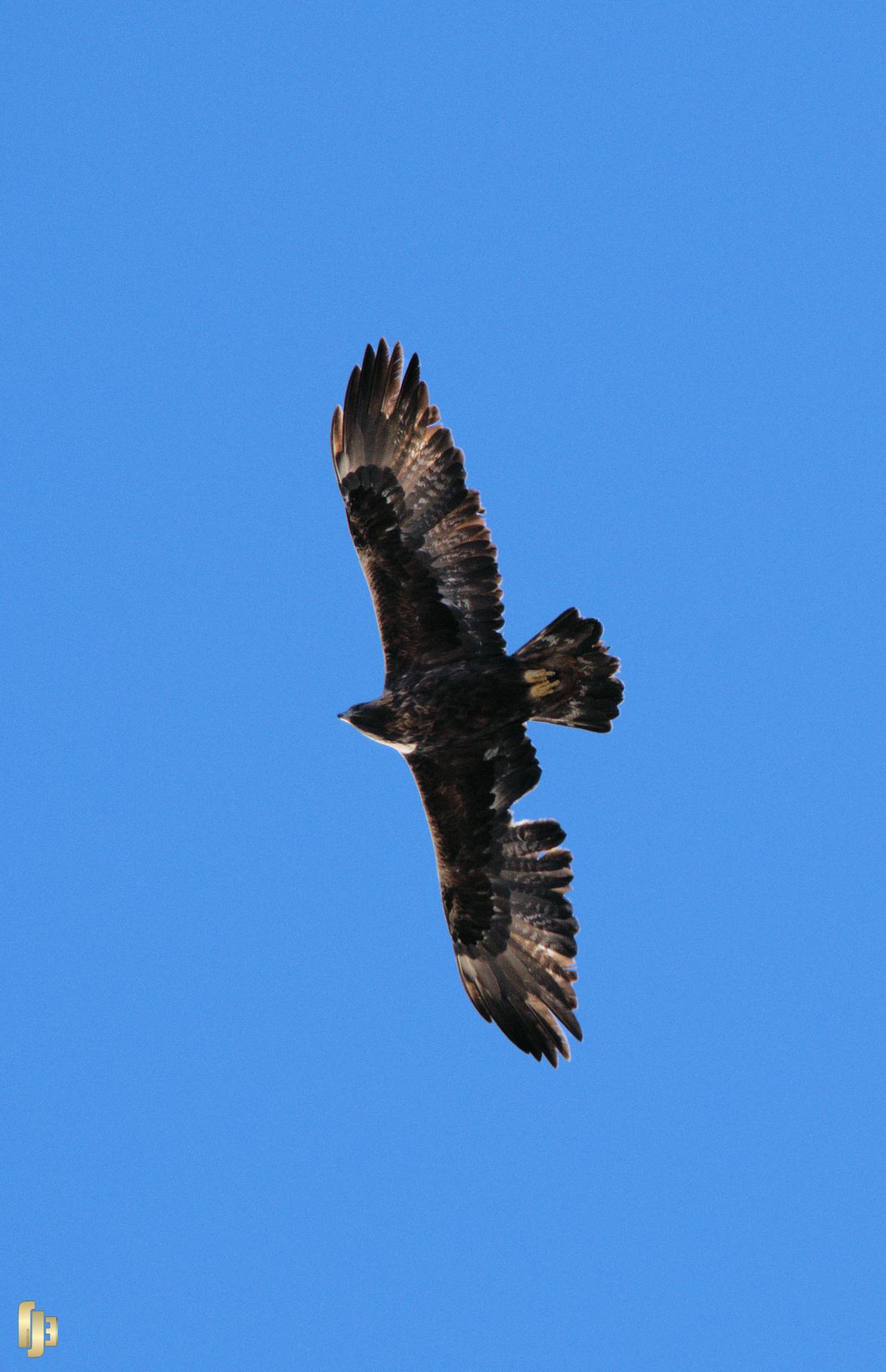 L'aigle déplumé...