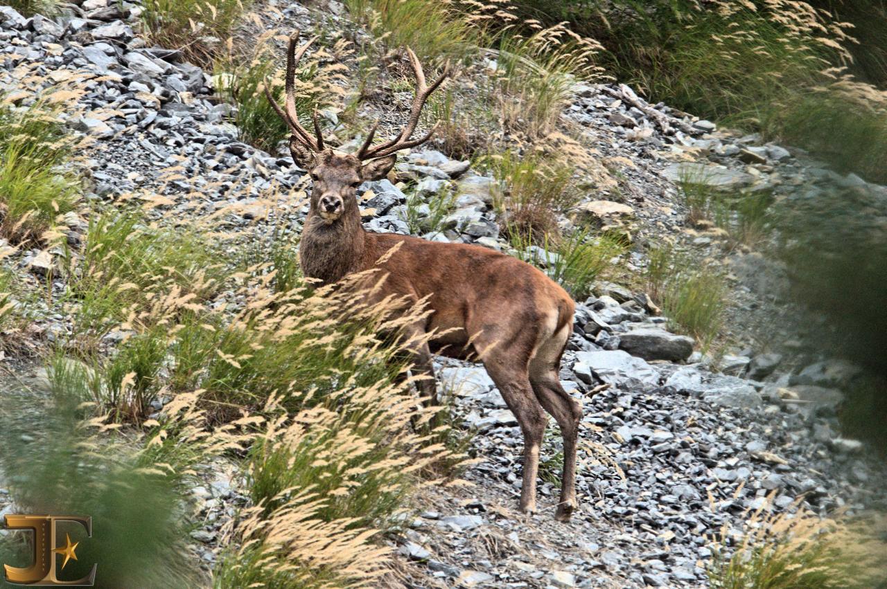 Le roi de la forêt