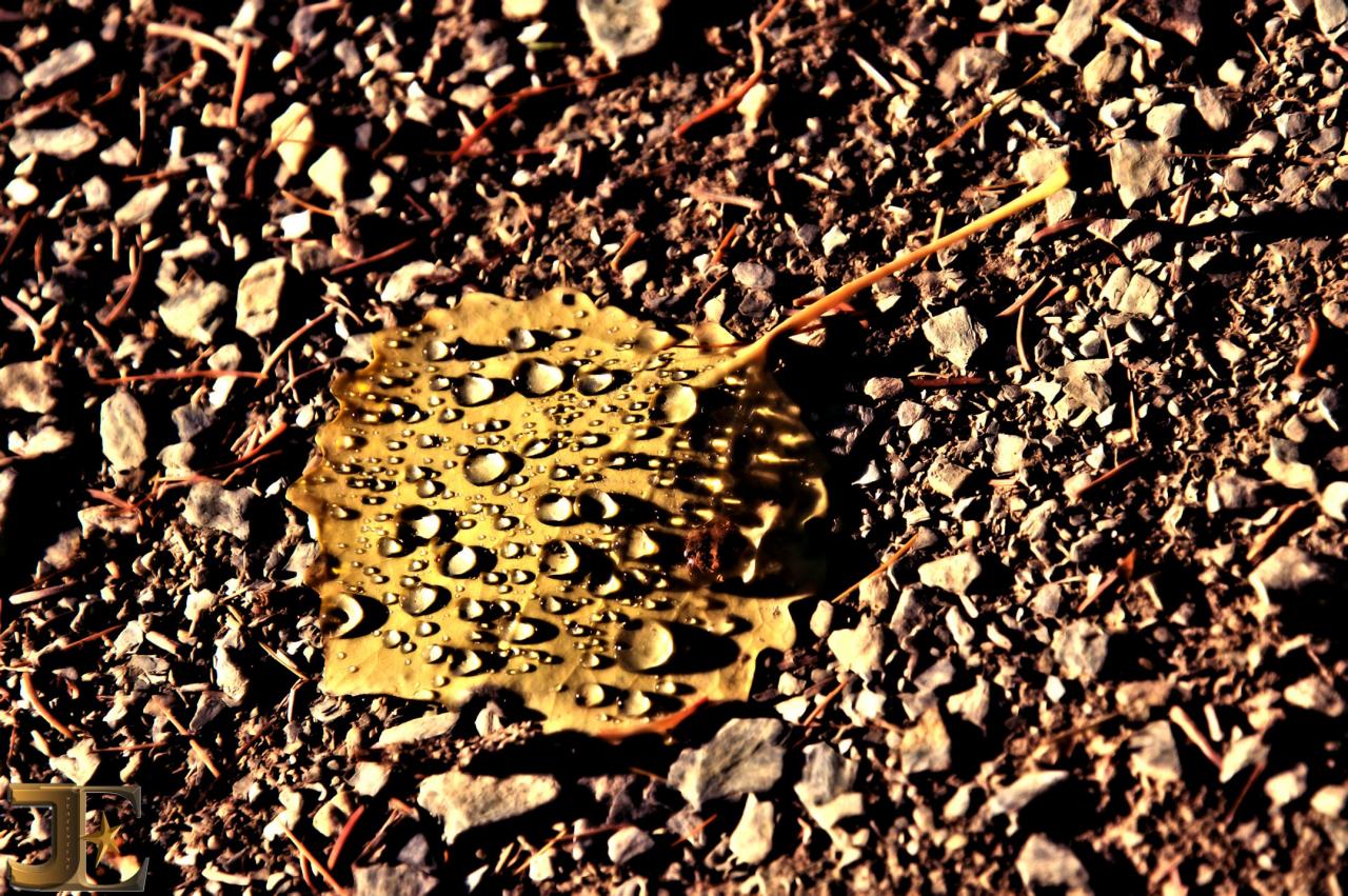 Perles de pluie