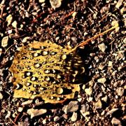 Perles de pluie