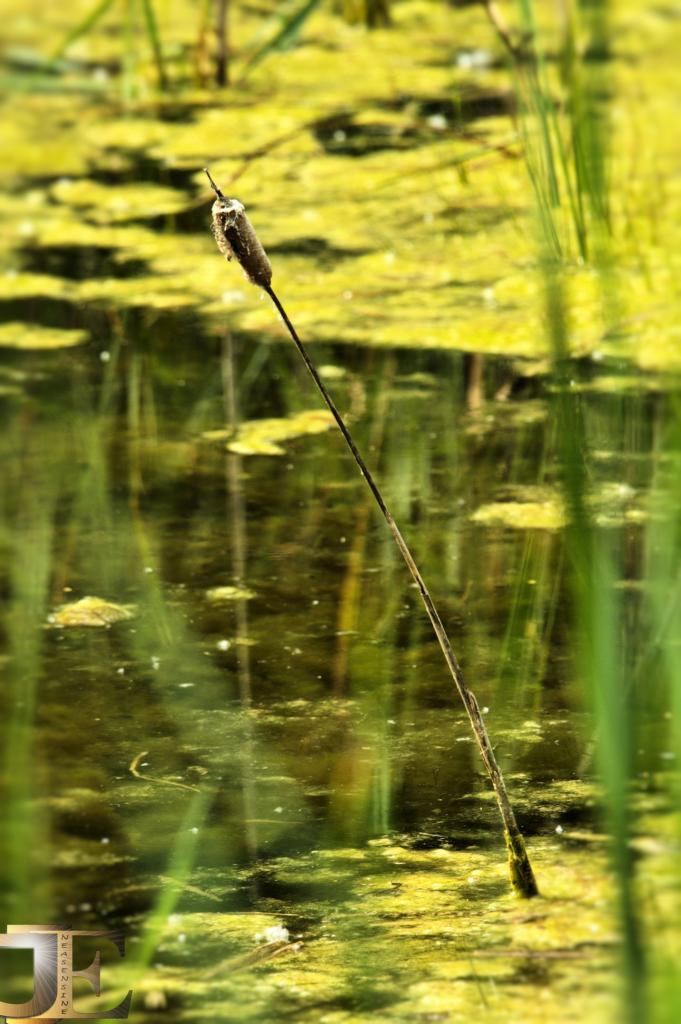 La tige du biotope