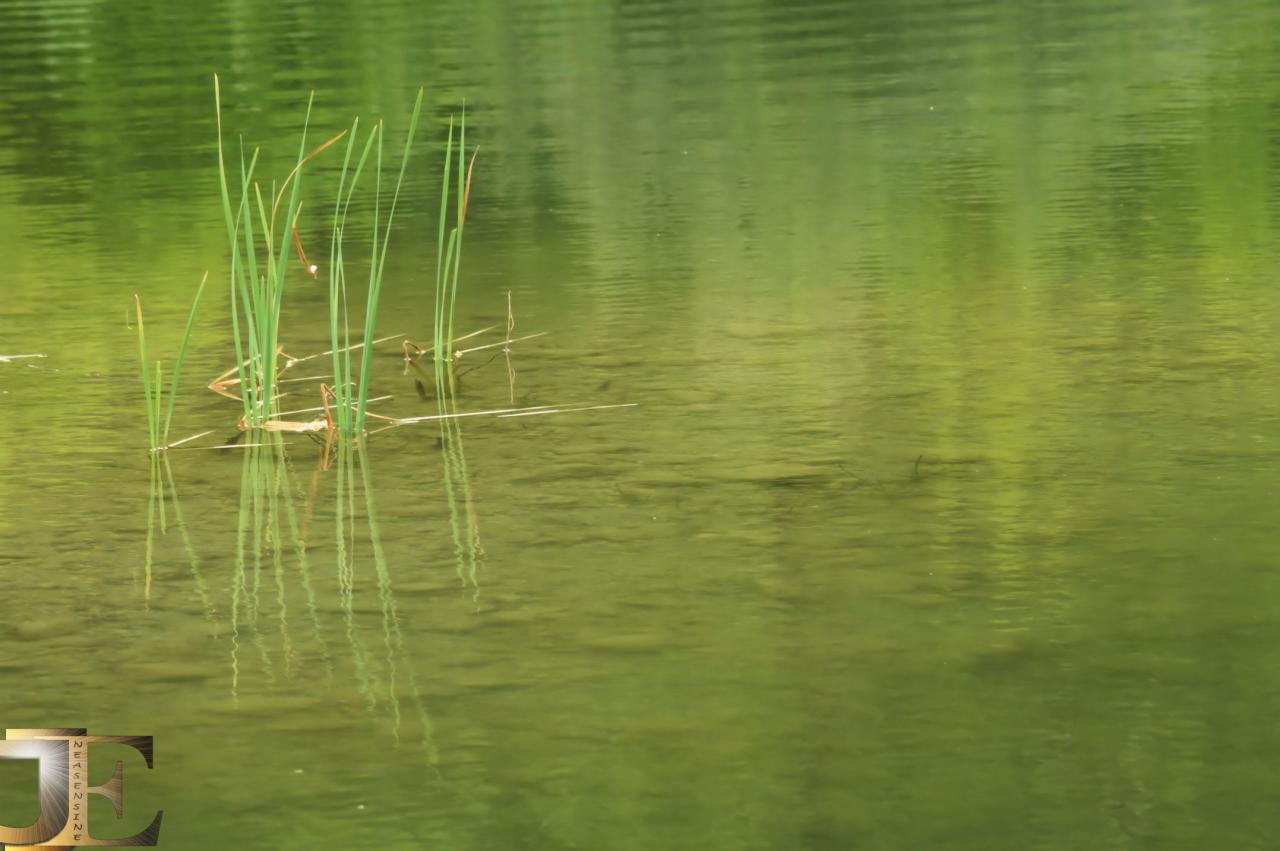 50 nuances de vert