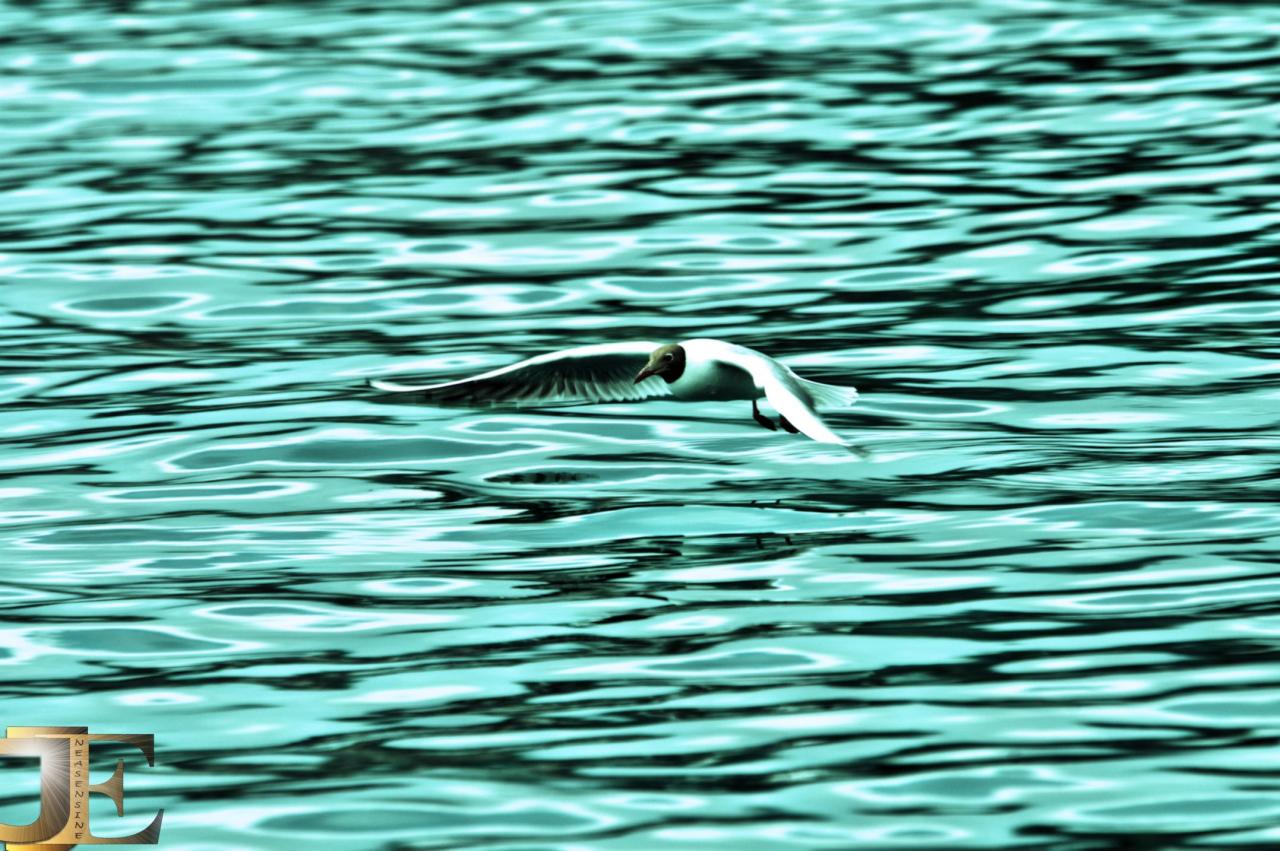 Le vol de la mouette rieuse