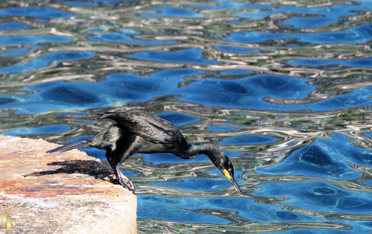 Le plongeon