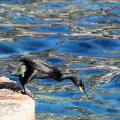 Le plongeon