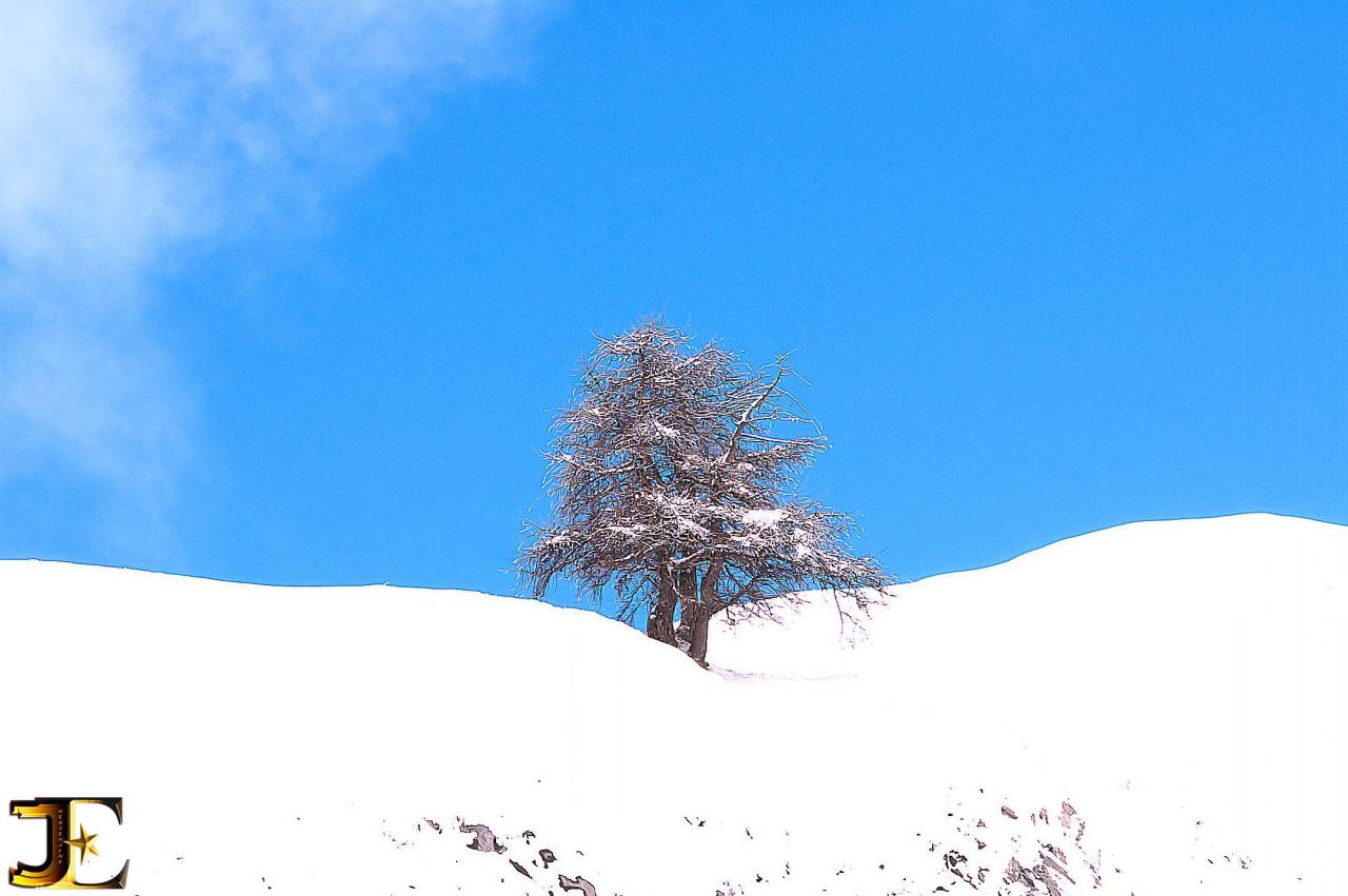 L'arbre égaré