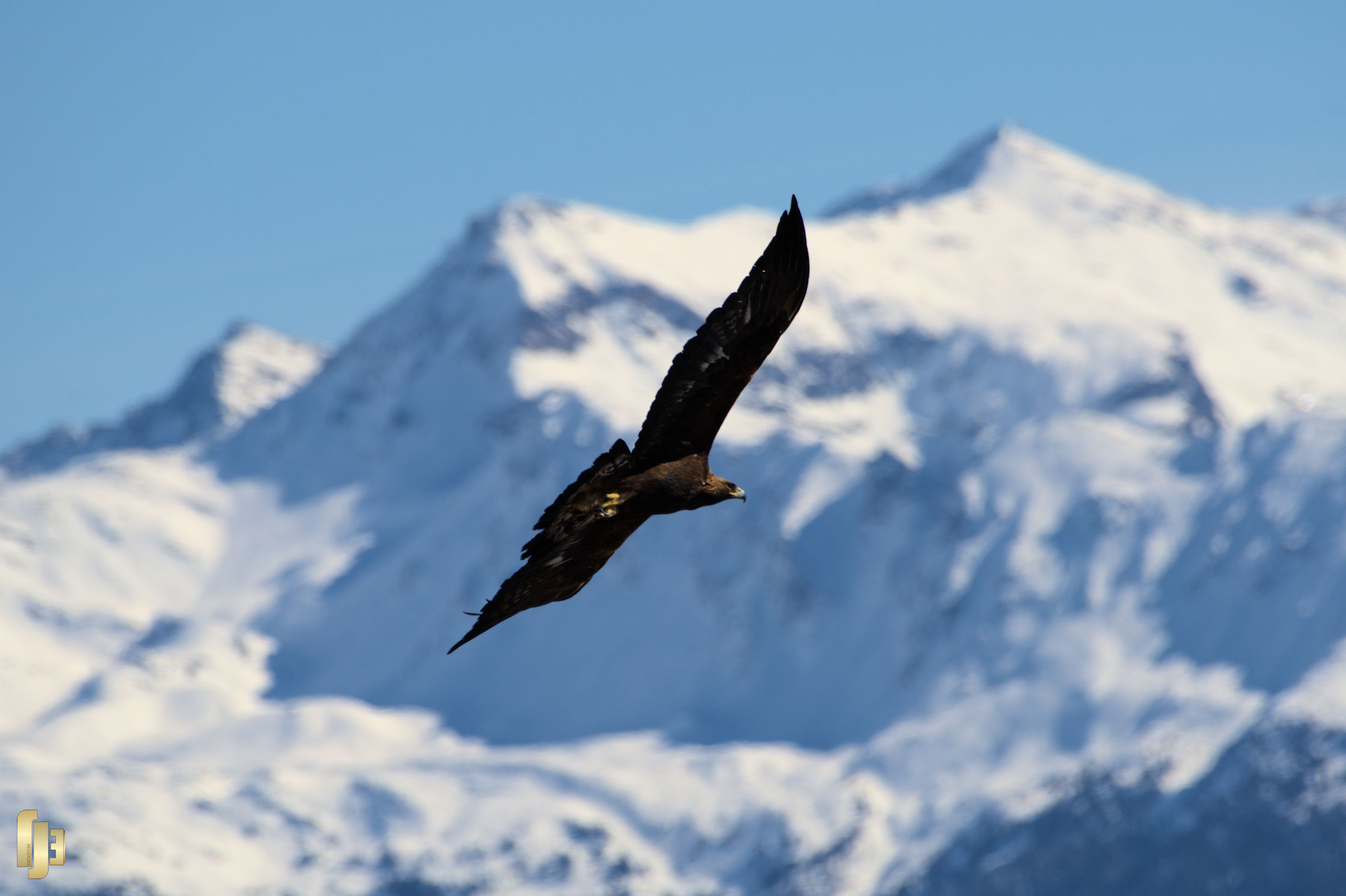 Le seigneur des Alpes