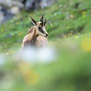 Le printemps sur l'alpe - art.250674