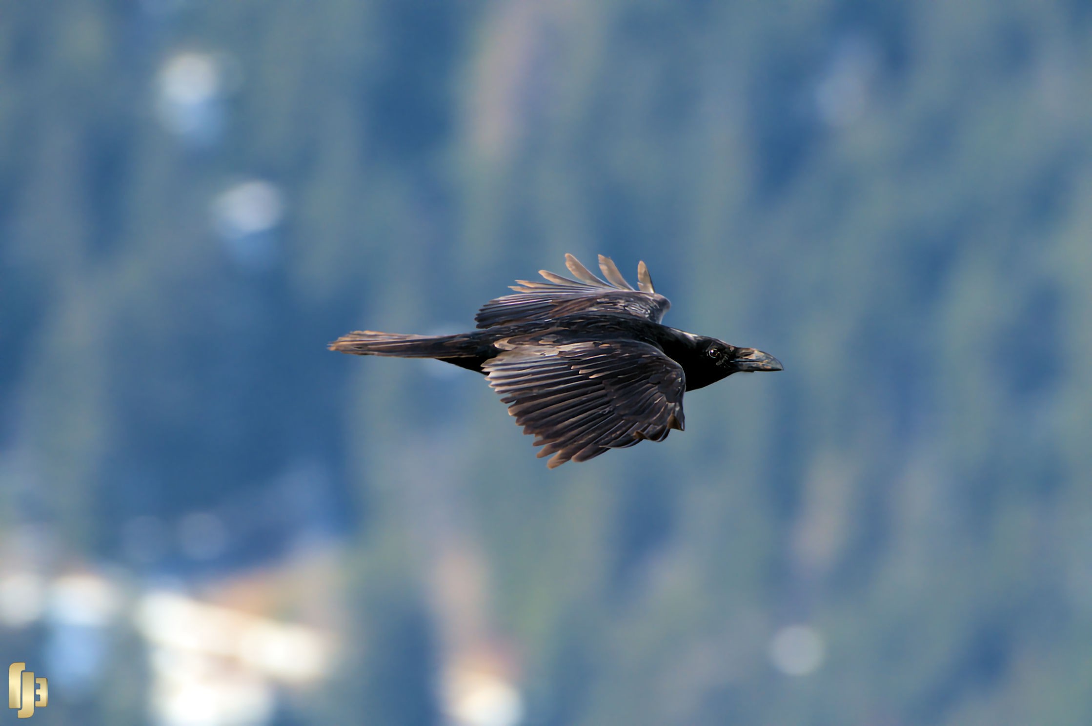 Le profil du Grand-Corbeau - art.230352