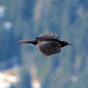 Le profil du Grand-Corbeau - art.230352