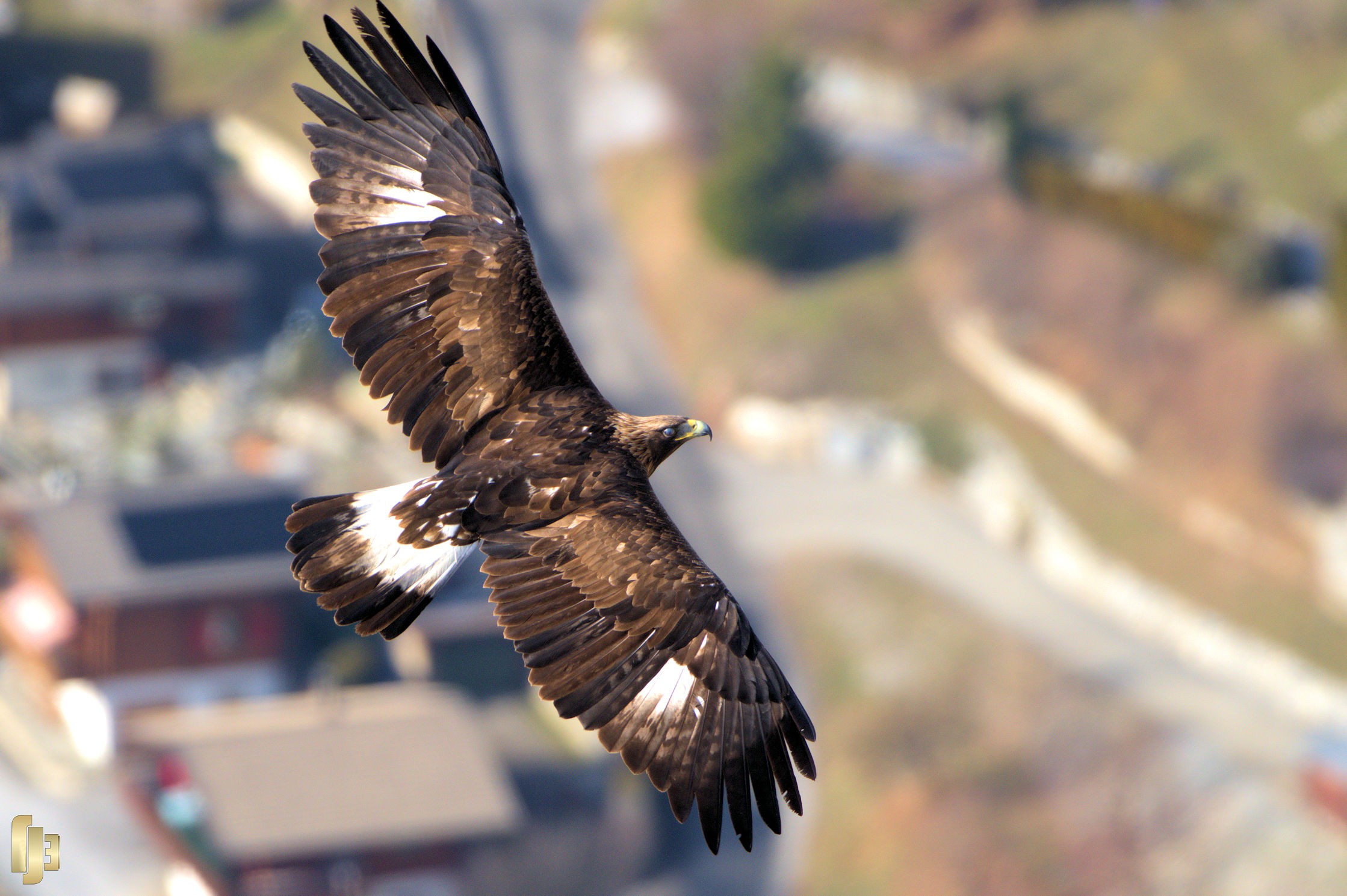 Un aigle royal sur vos têtes - art.231237