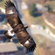 Un aigle royal sur vos têtes - art.231237