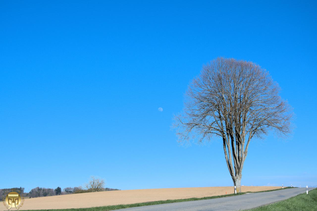 L'attrape lune