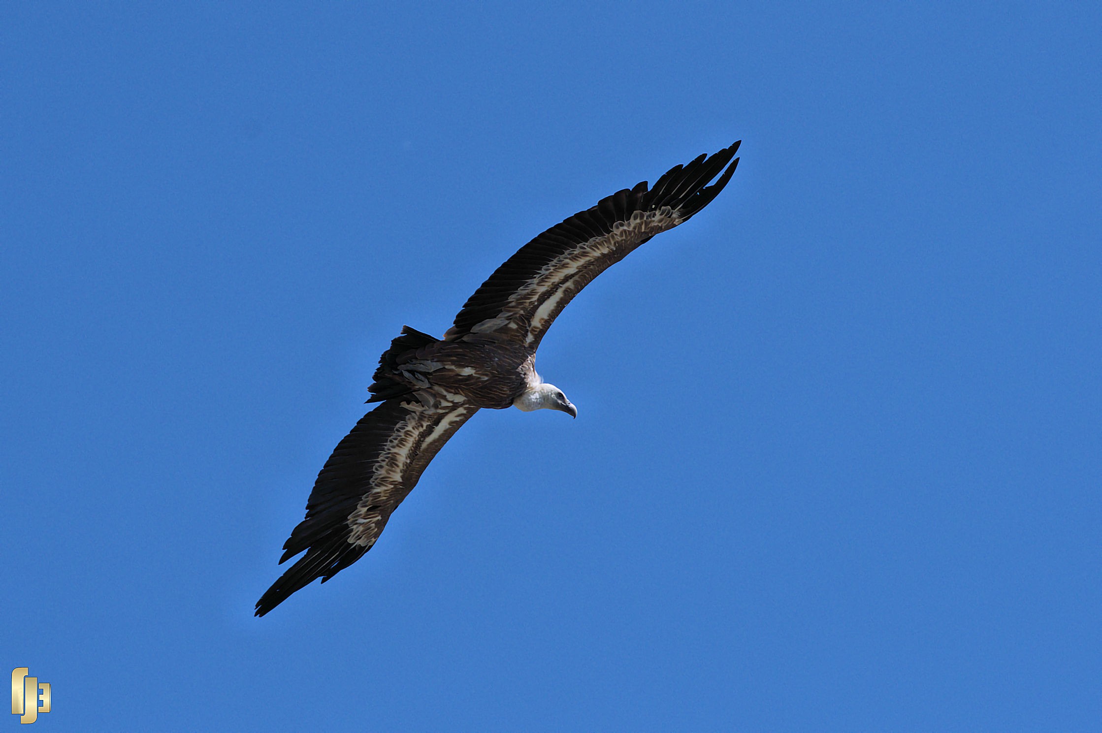 Vautour fauve dans le ciel contheysan - art.220877