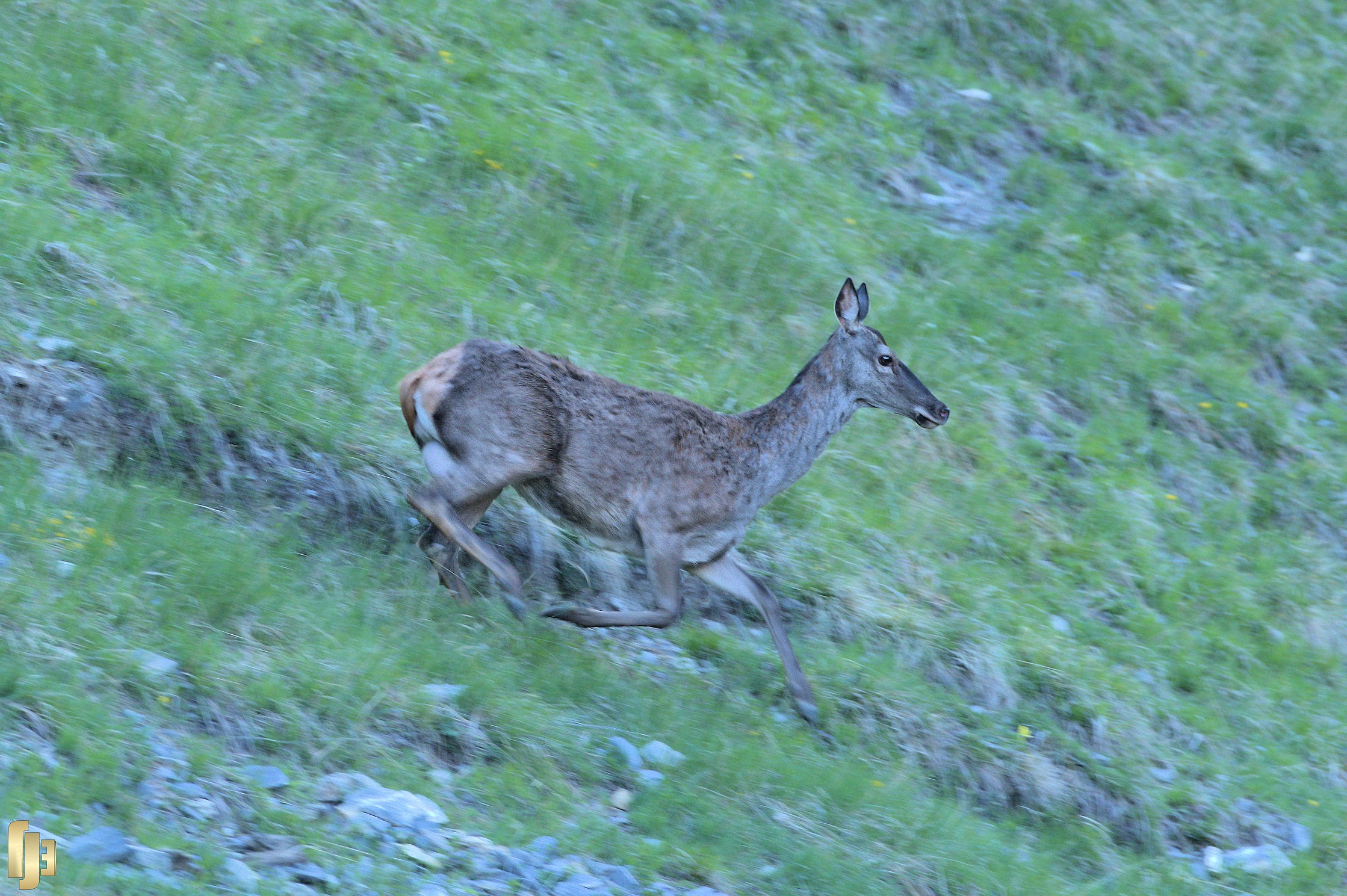 L'élégante Biche - art.250563