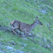 L'élégante Biche - art.250563