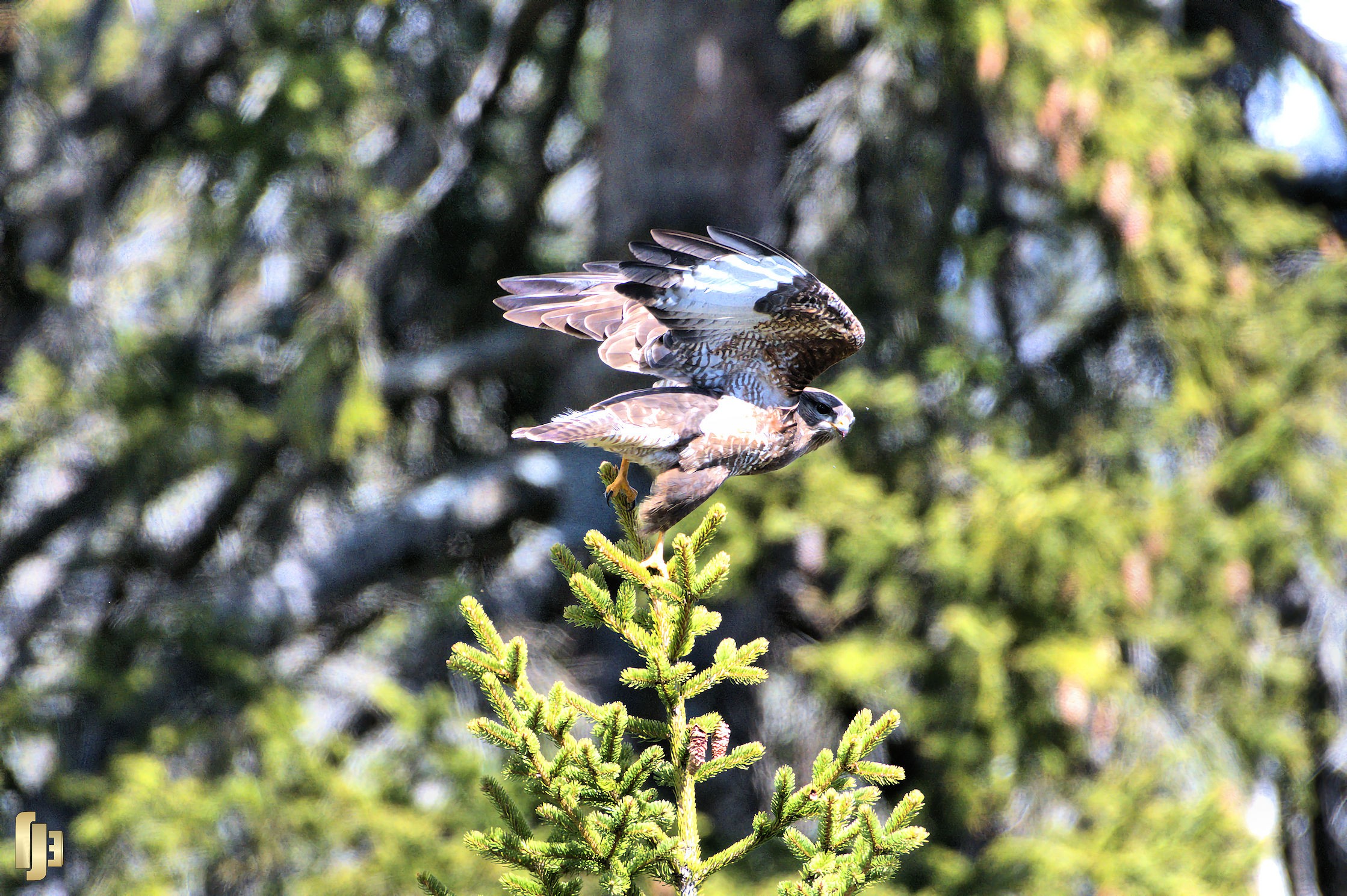 L'envol de la Buse variable - art.230427