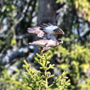 L'envol de la Buse variable - art.230427