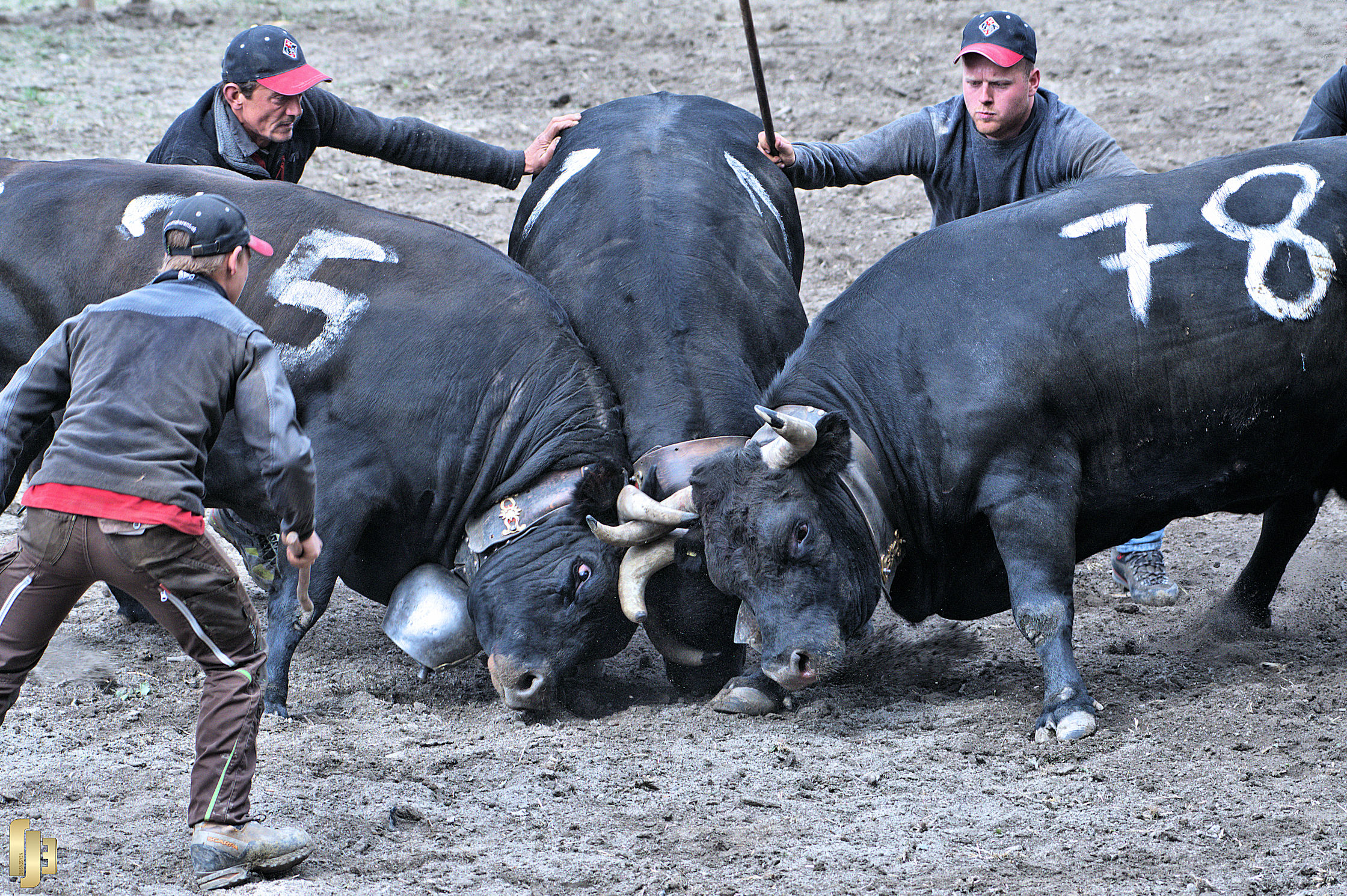 Trois reines pour un titre