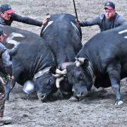 Trois reines pour un titre