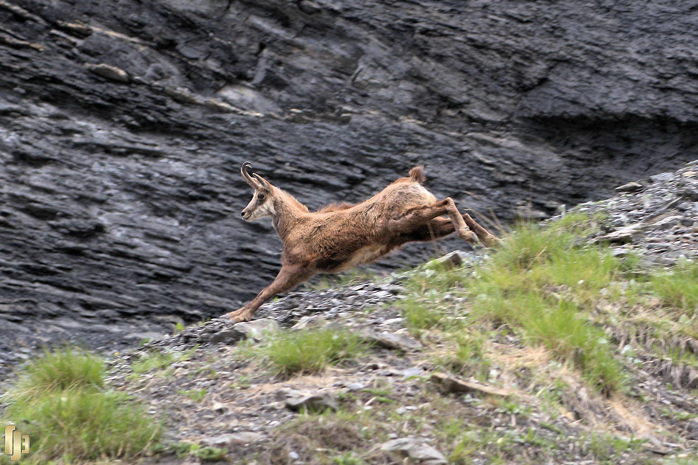 La longue foulée du Chamois - art.250503