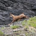 La longue foulée du Chamois - art.250503