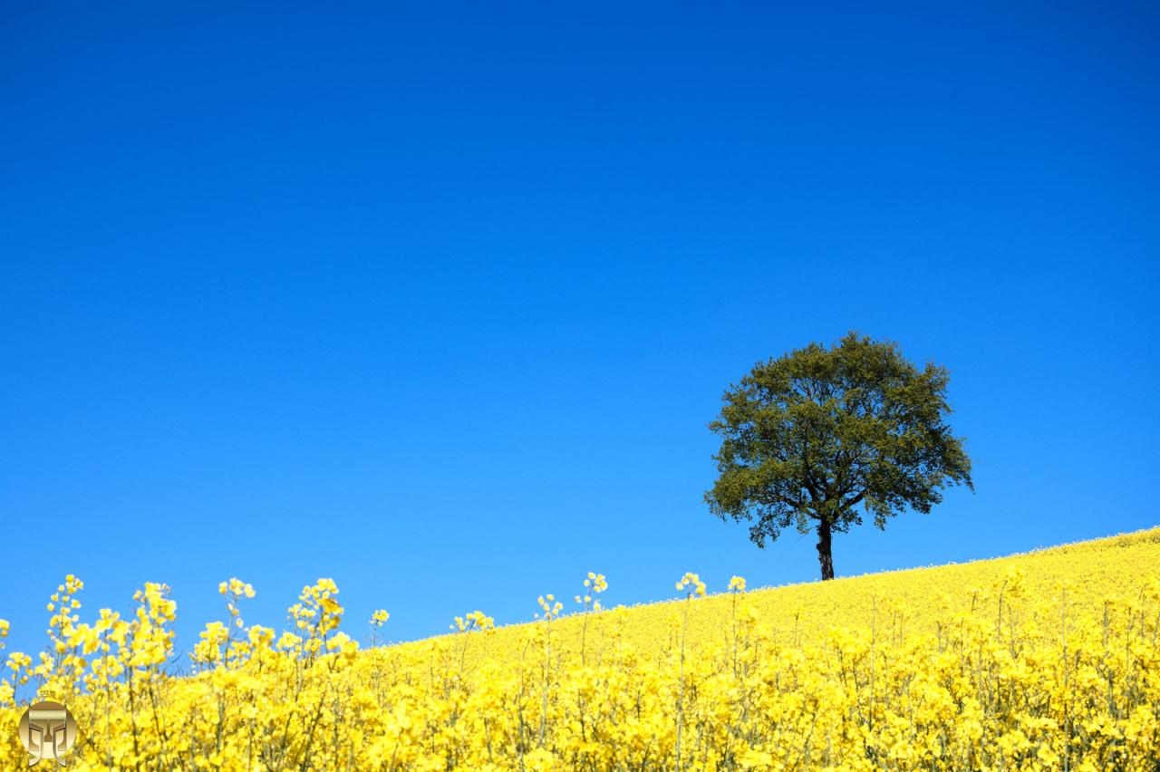 L'éclat du printemps