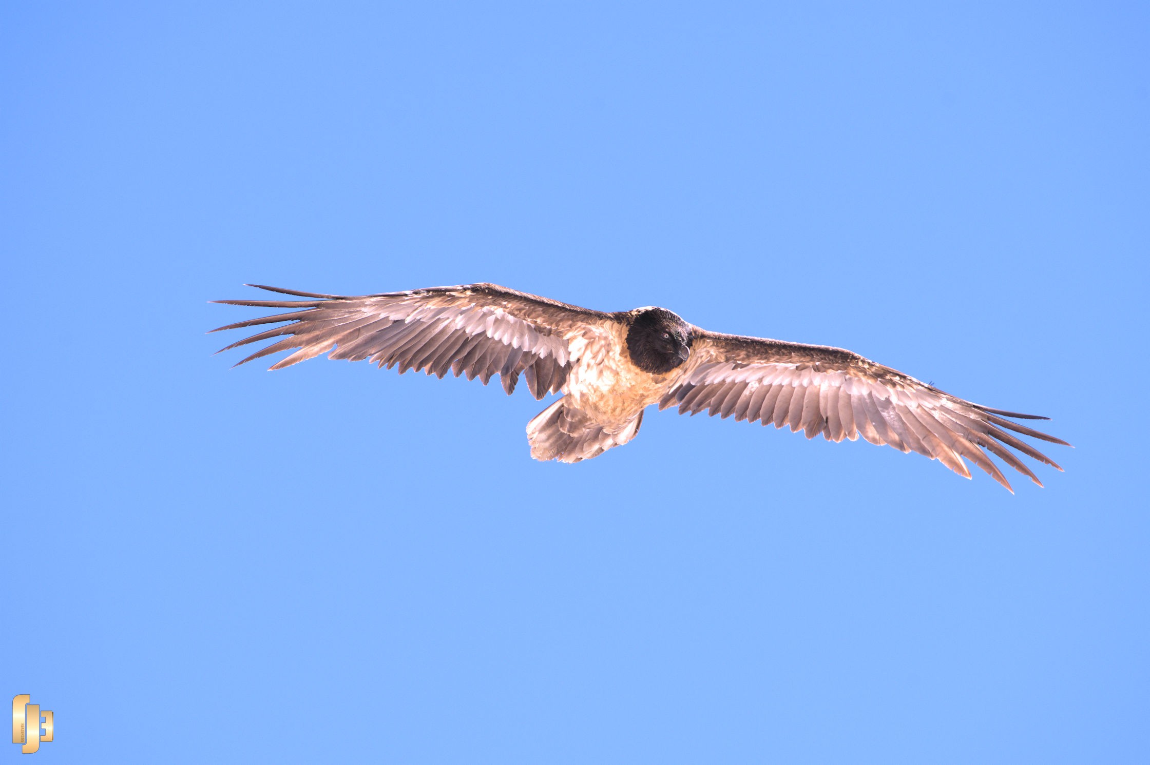 Il glisse sur l'air