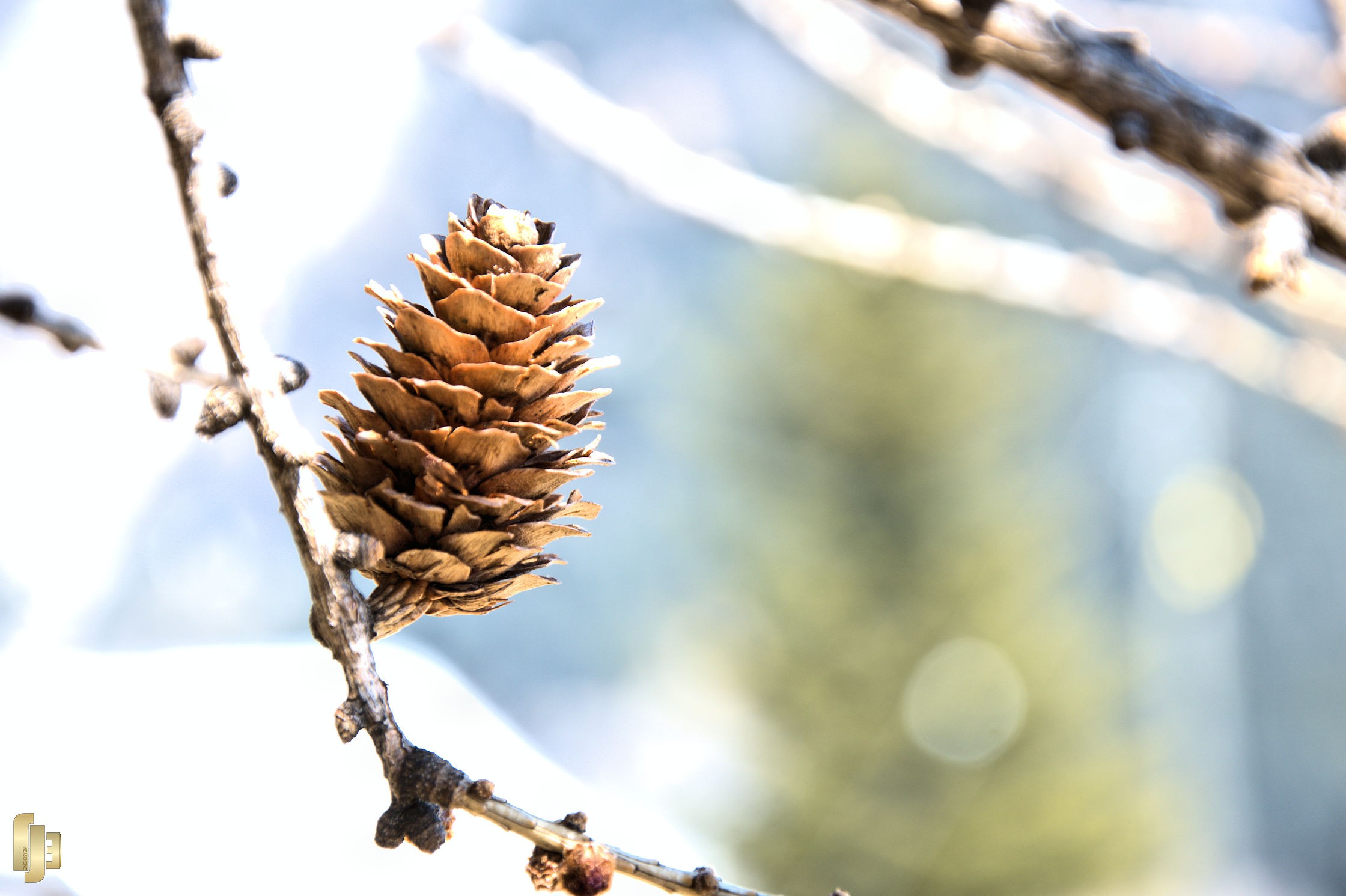 Les délices de la forêt