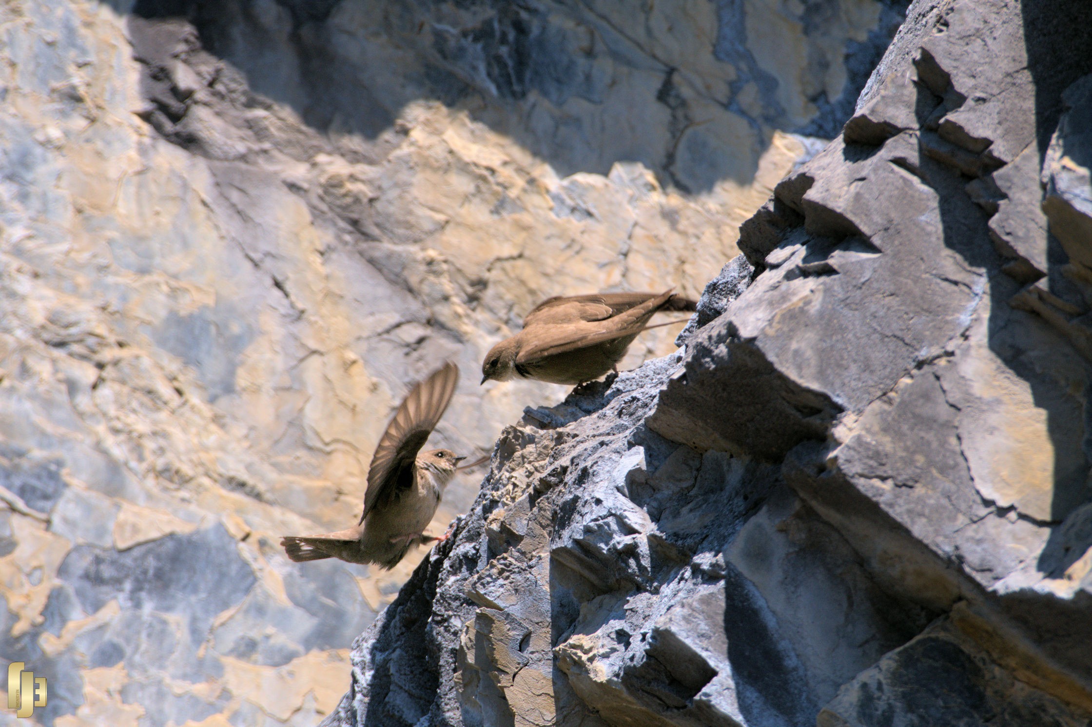 L'hirondelle des rochers