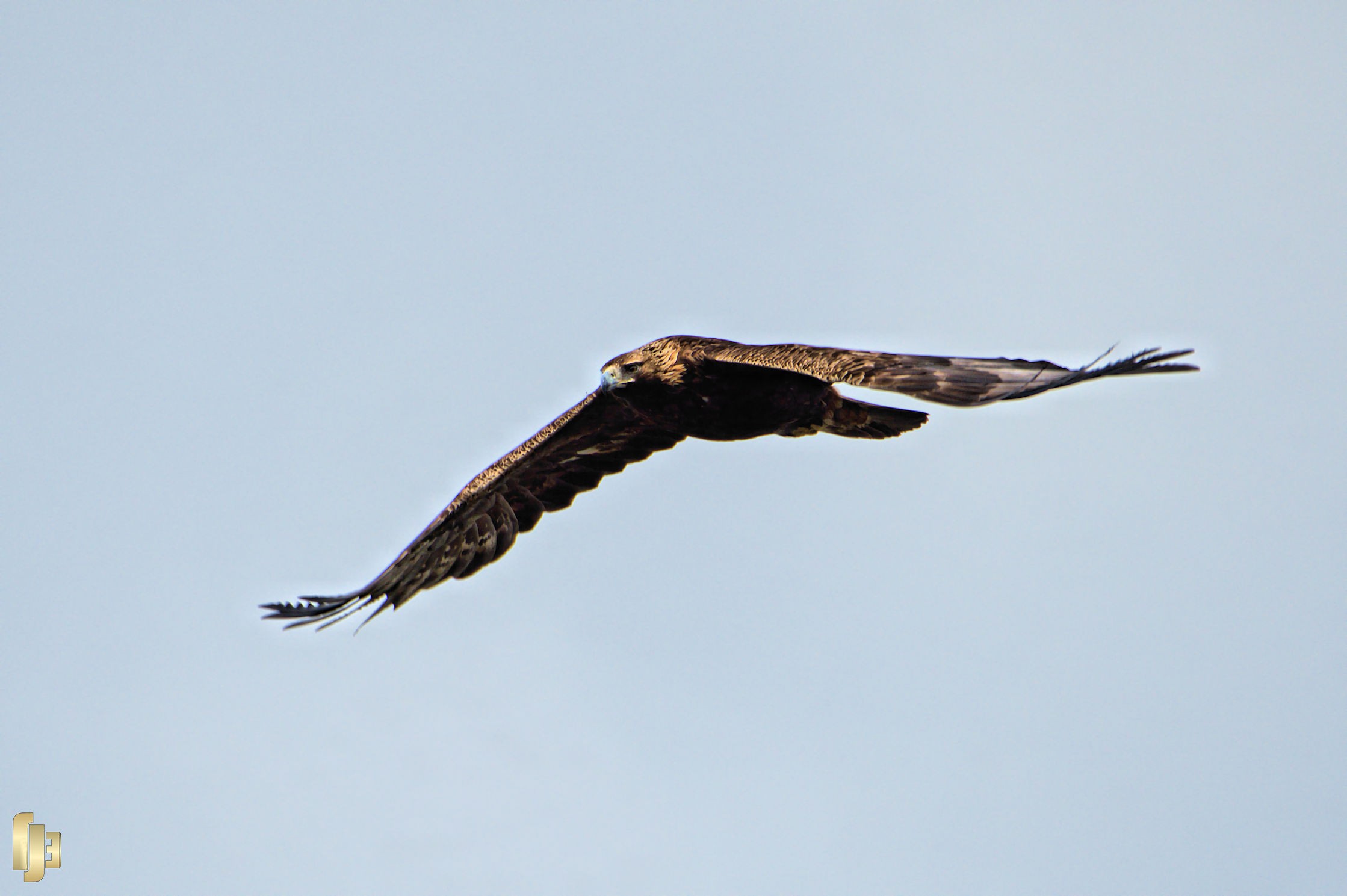 Aigle royal en chasse - art.230561