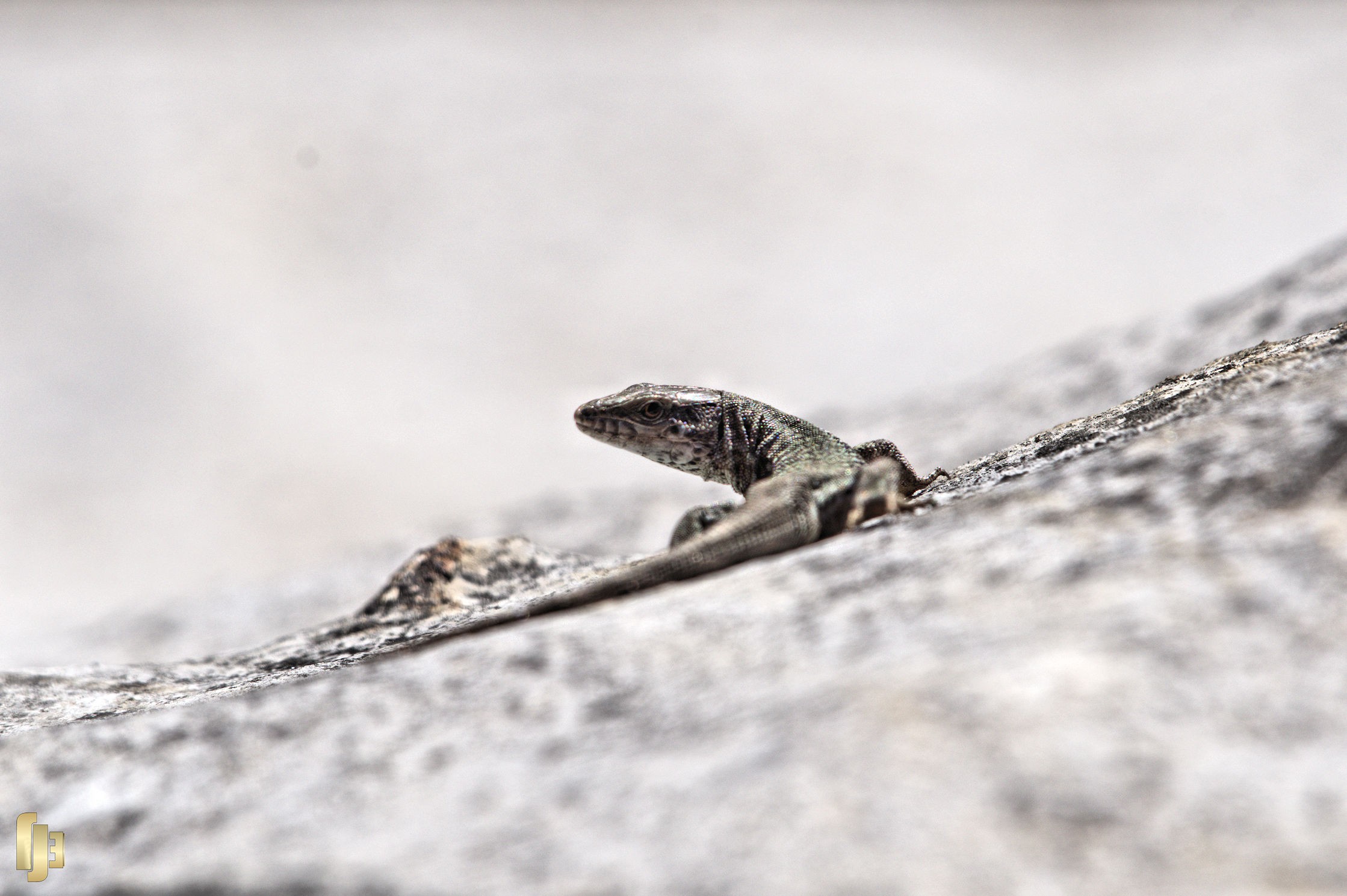 Le lézard des murailles - art.220217