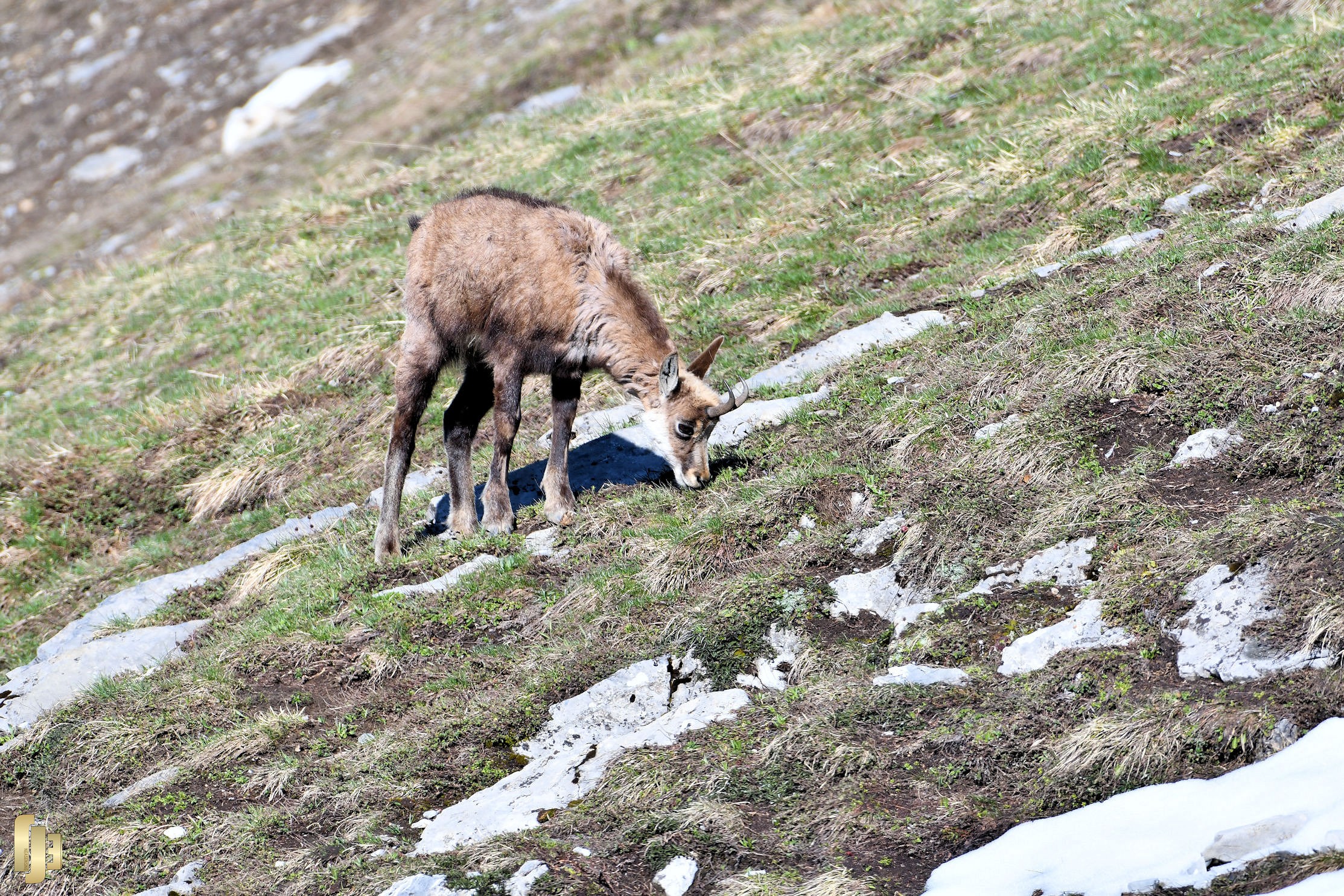 Jeune chamois à table