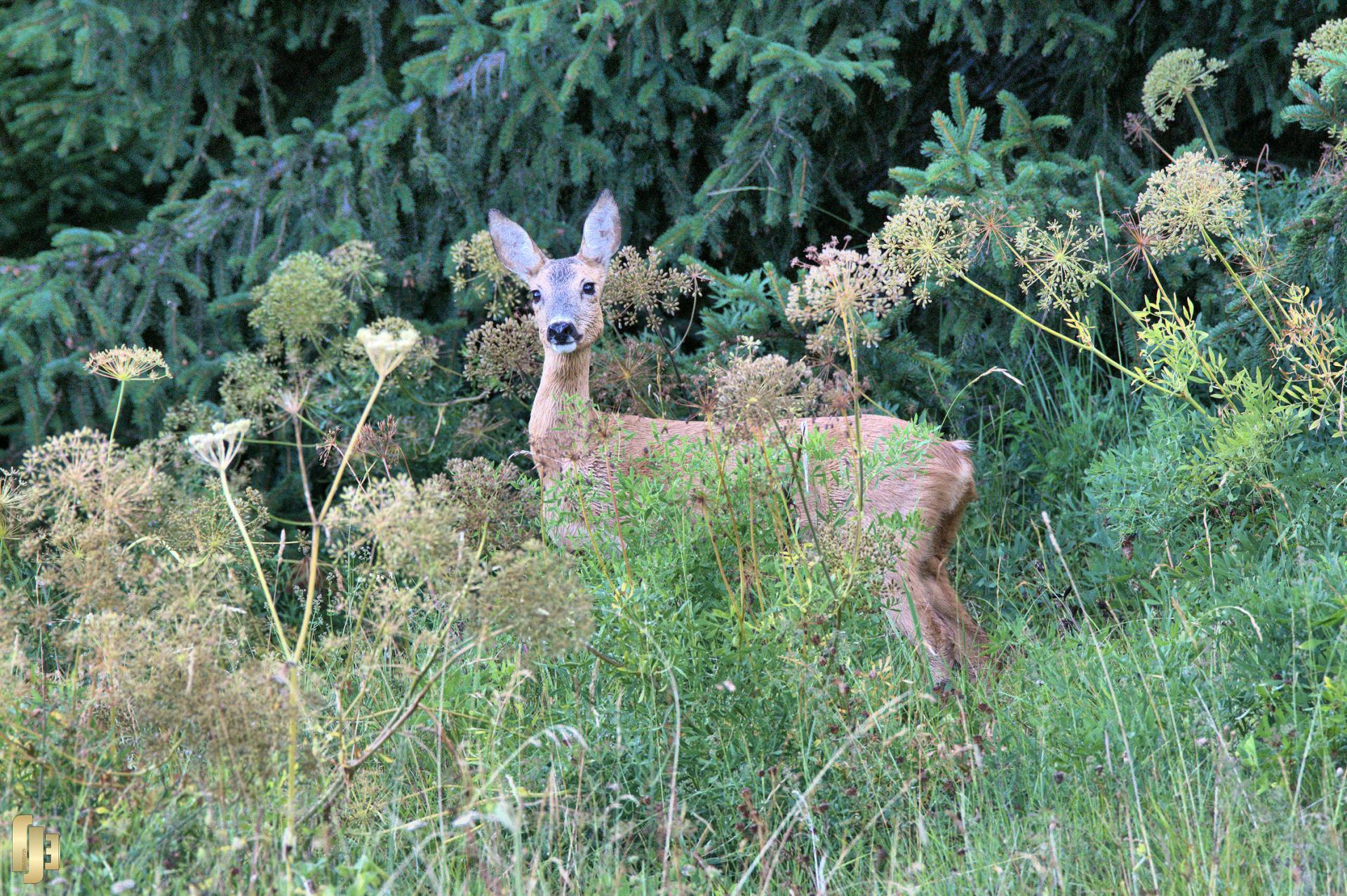 Attentive, la belle.