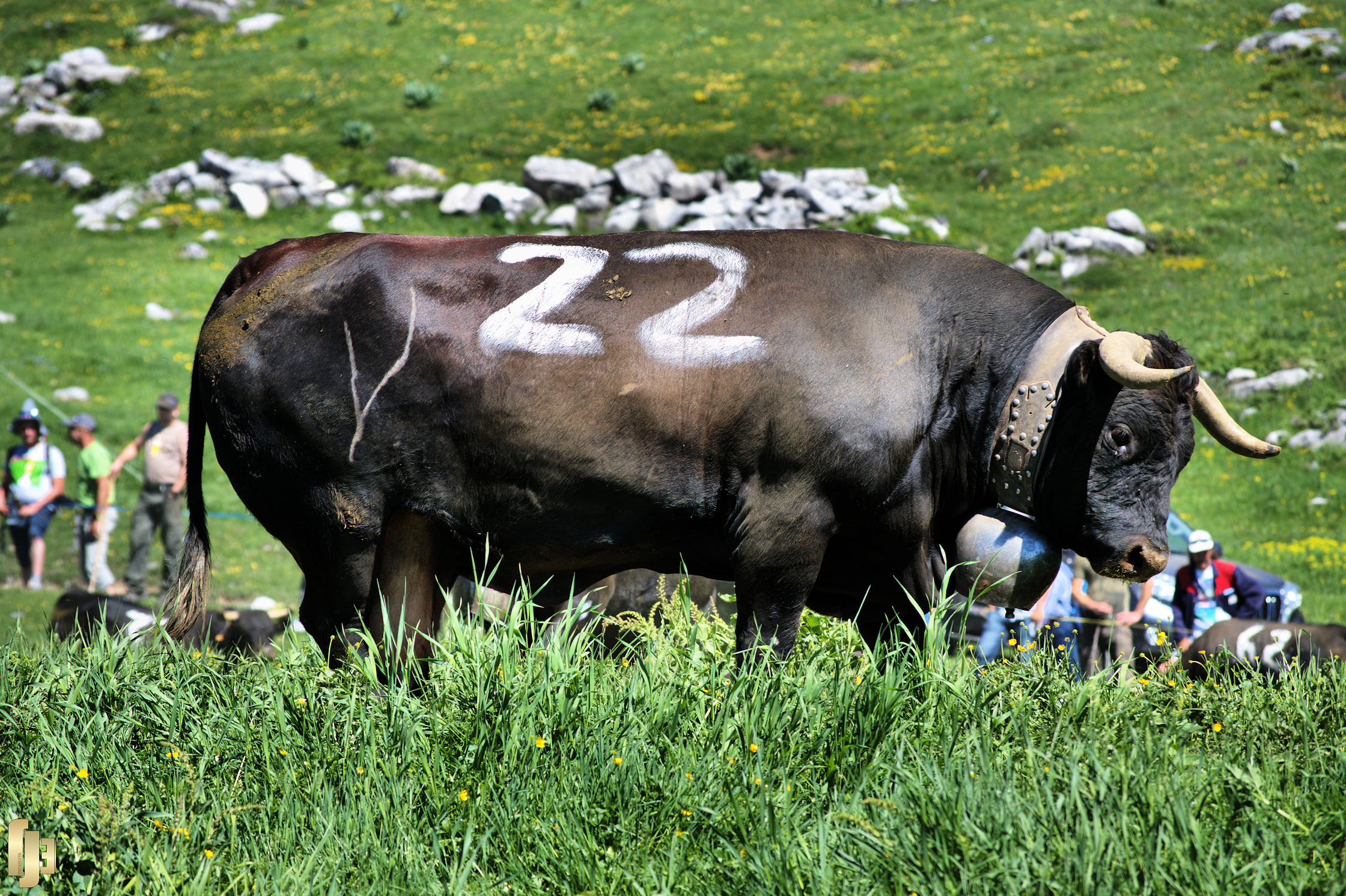 De la race des Reines