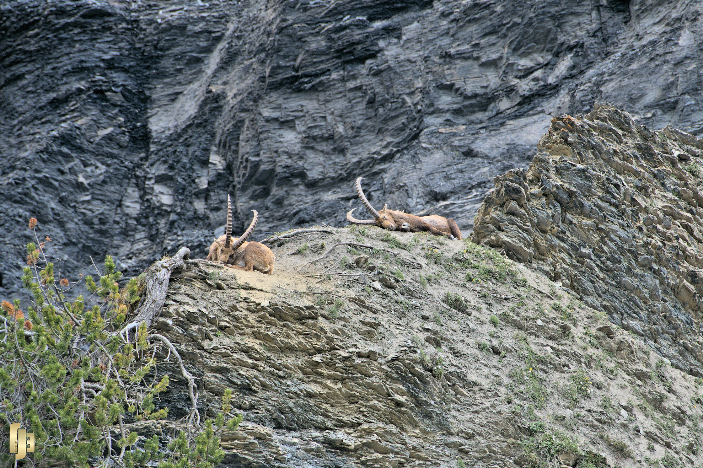 La sieste des seigneurs