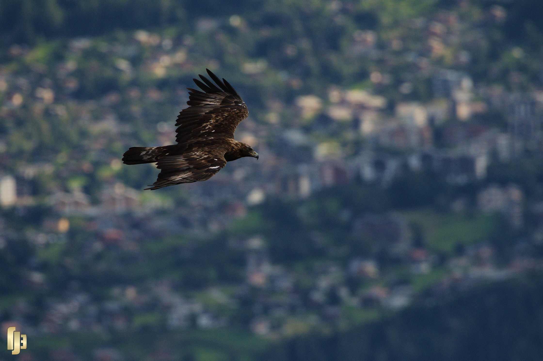 Un aigle sur la ville - art.210875