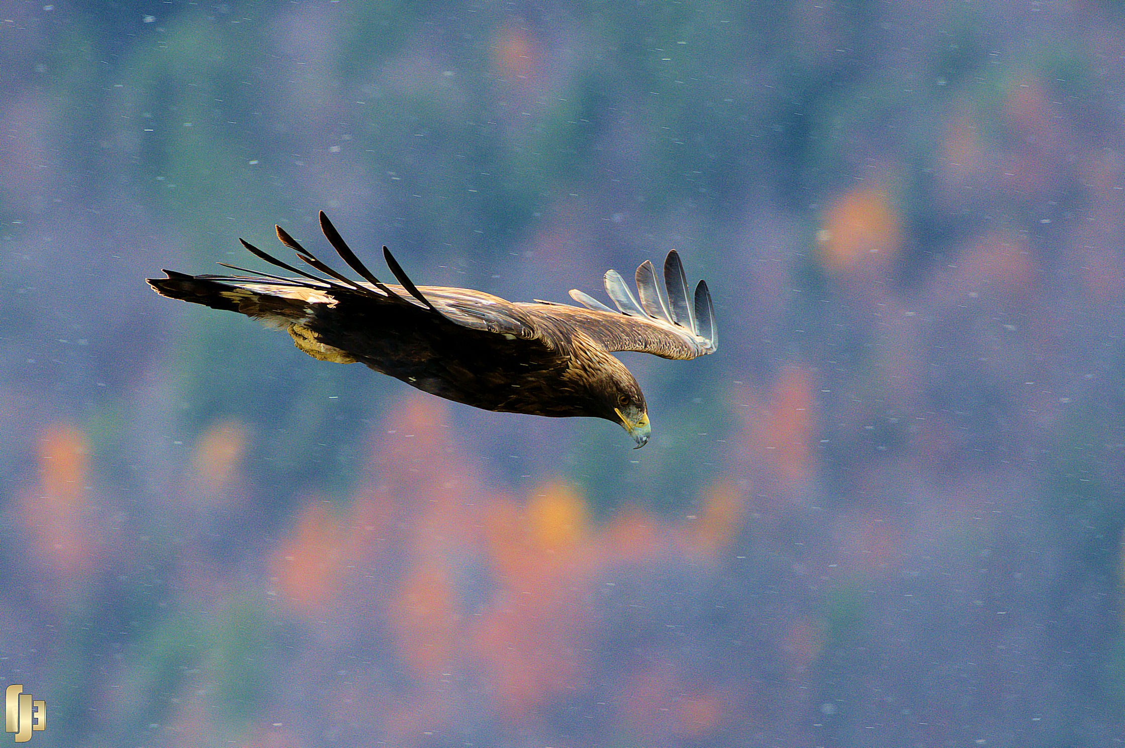 Sa Majesté l'Aigle Royal - art.221156