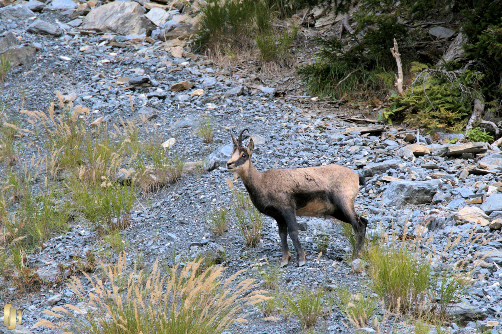 Un chamois au pays des cerfs