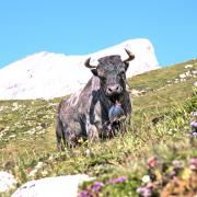 Un été sur l'alpe - art.200681