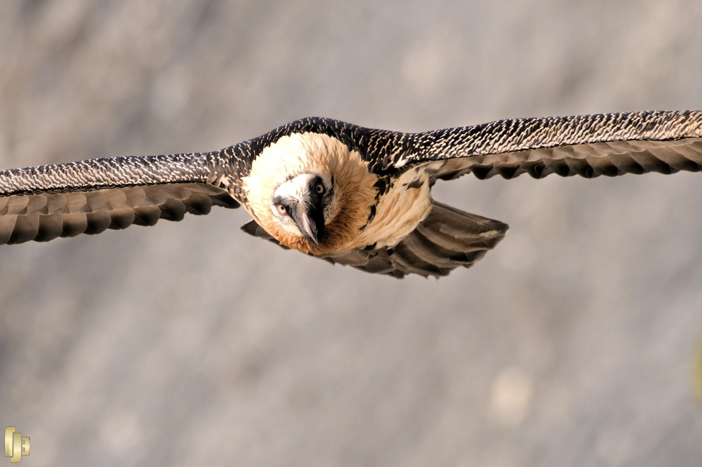 Le face à face - art.251168