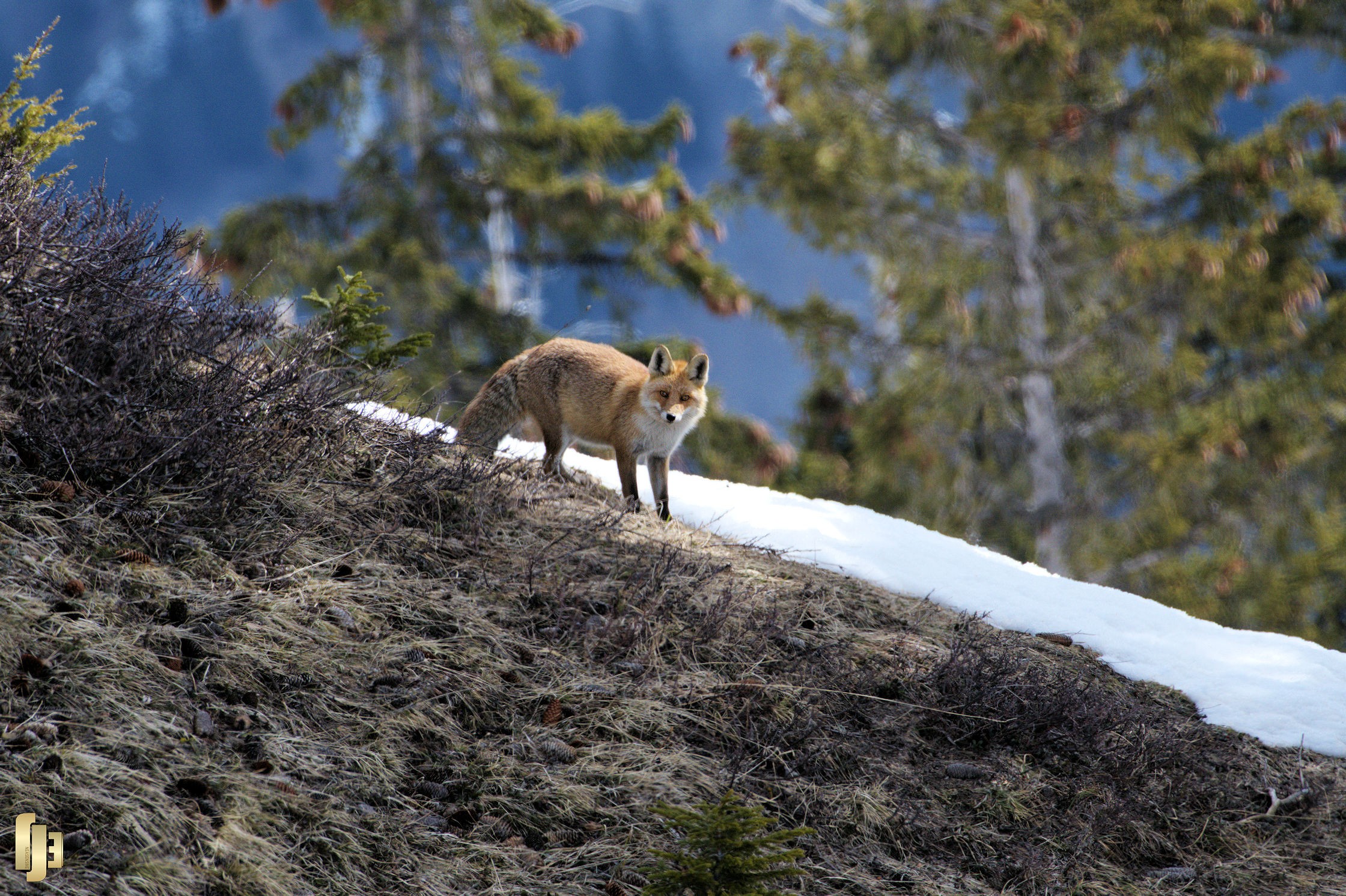 Le renard de Terti - art.210479