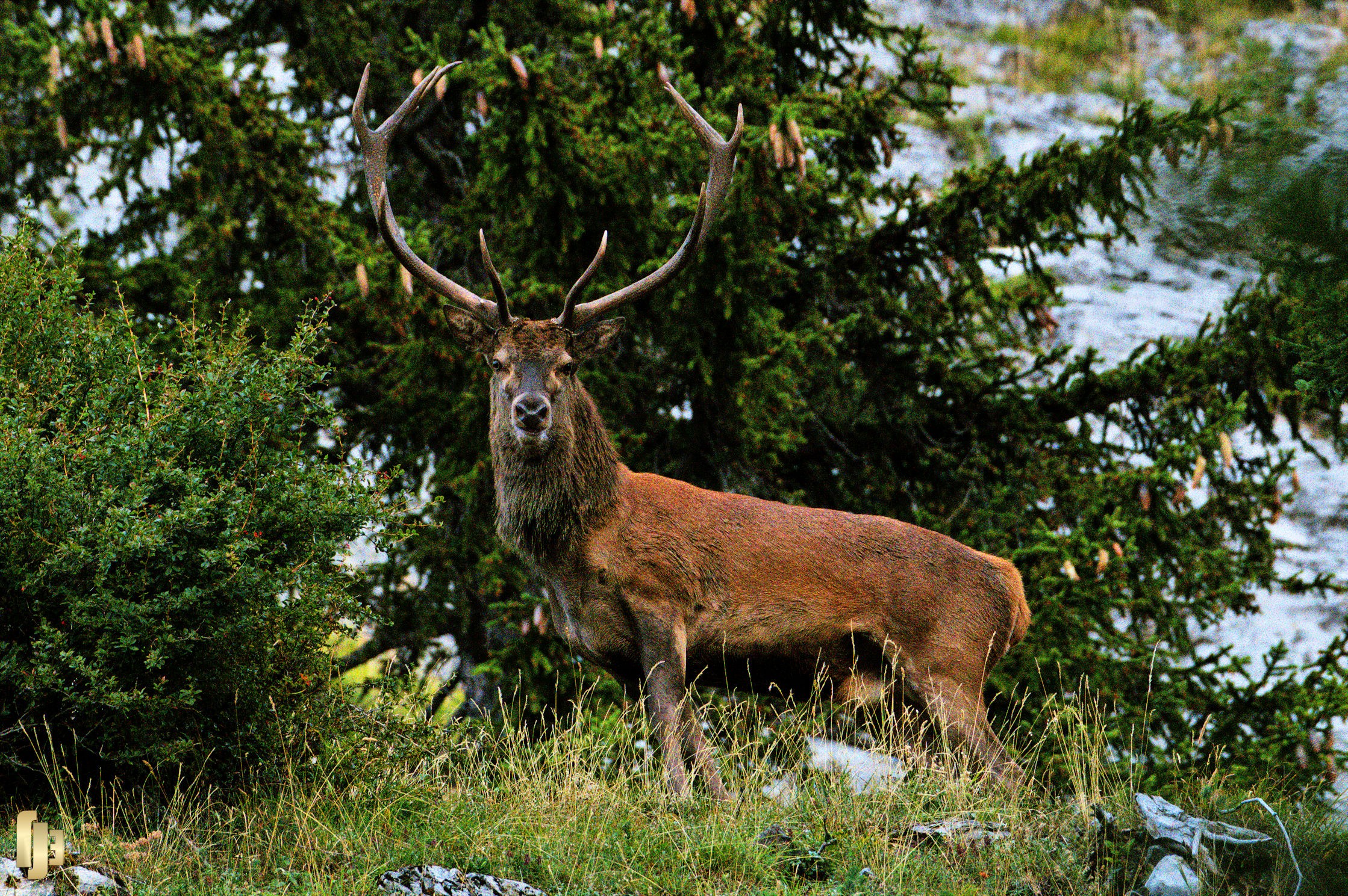 Le roi de la forêt prend la pose - art.230986