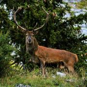 Le roi de la forêt prend la pose - art.230986