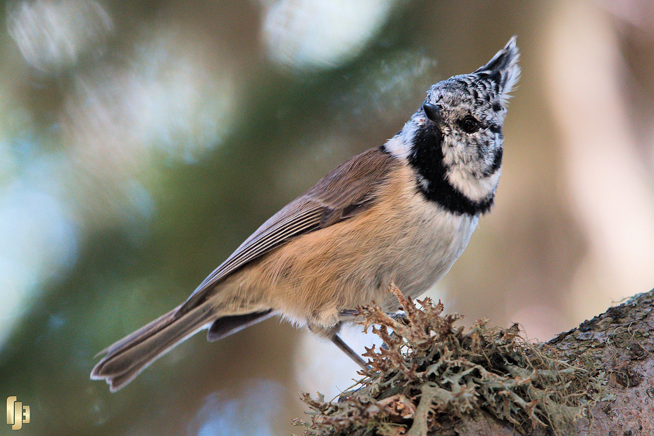 La jolie Mésange Huppée - art.230969