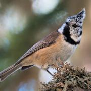 La jolie Mésange Huppée - art.230969